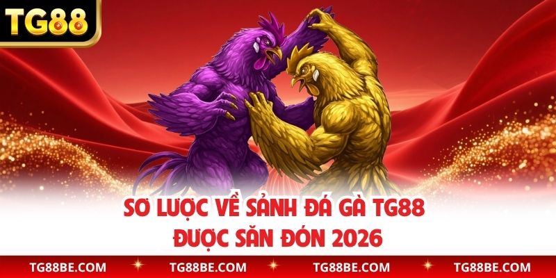 Sơ lược về sảnh đá gà TG88 được săn đón 2026